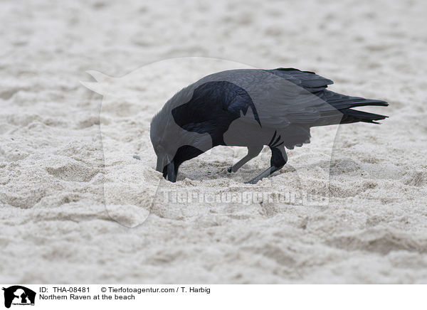Kolkrabe am Strand / Northern Raven at the beach / THA-08481