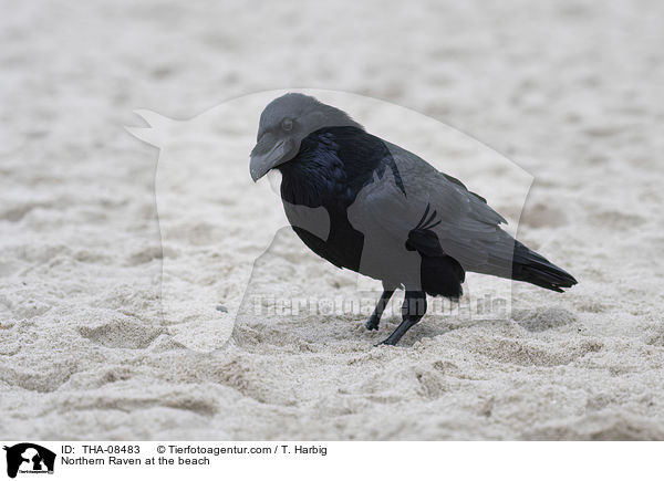 Northern Raven at the beach / THA-08483