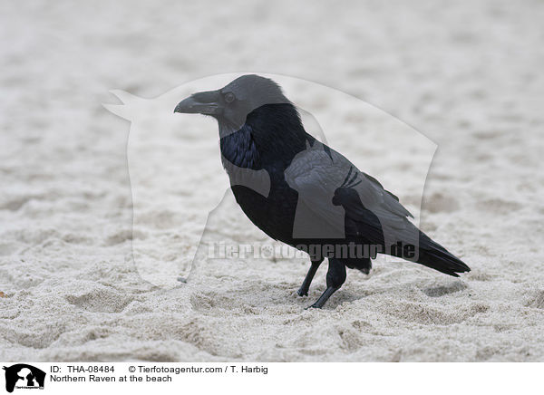 Northern Raven at the beach / THA-08484