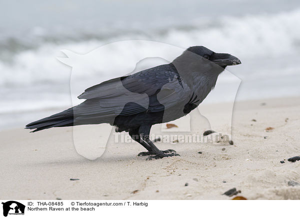 Kolkrabe am Strand / Northern Raven at the beach / THA-08485