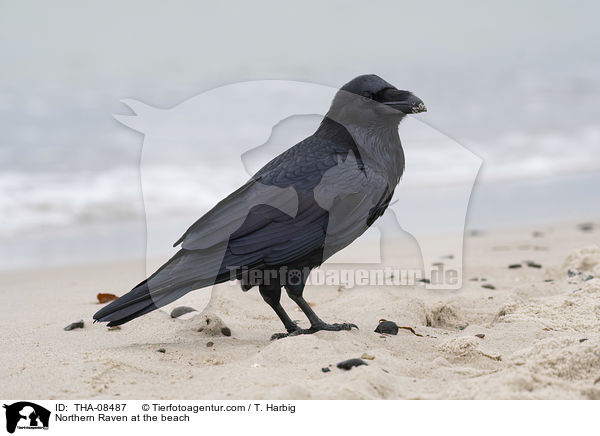 Northern Raven at the beach / THA-08487