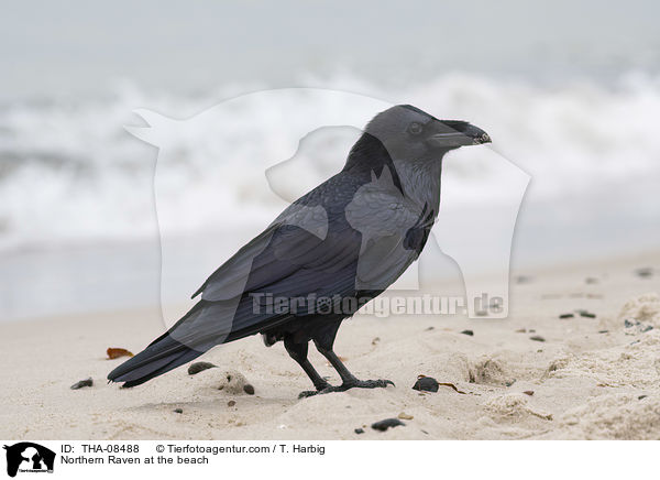 Kolkrabe am Strand / Northern Raven at the beach / THA-08488