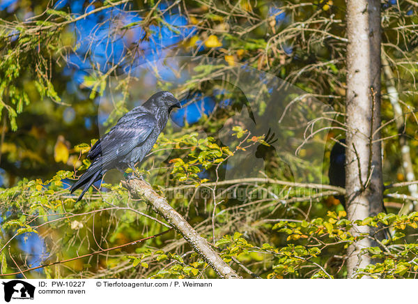 Kolkrabe / common raven / PW-10227