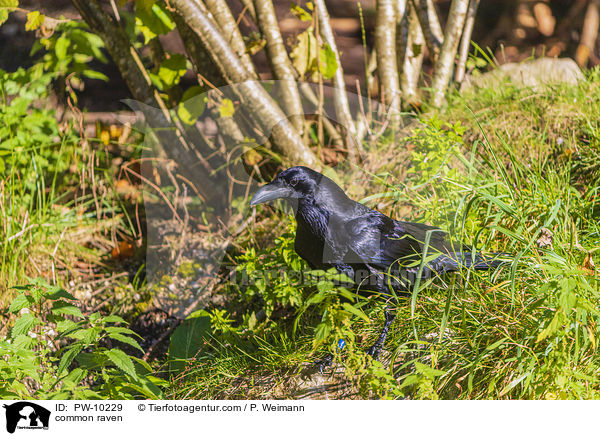 Kolkrabe / common raven / PW-10229