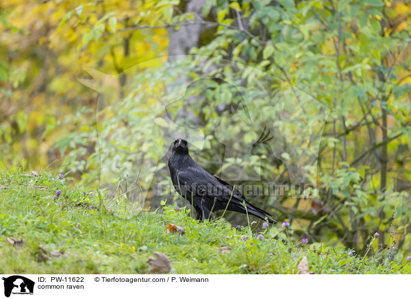 common raven / PW-11622