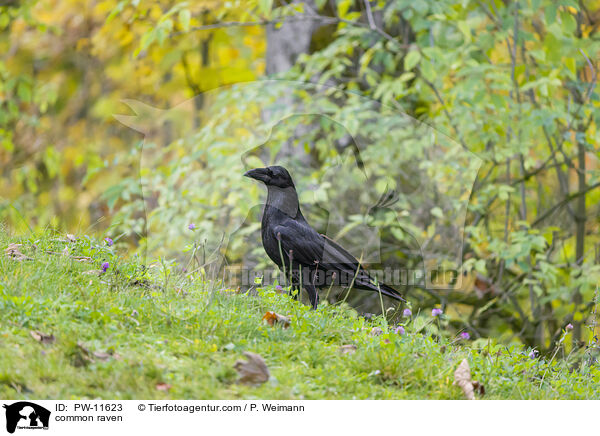 common raven / PW-11623