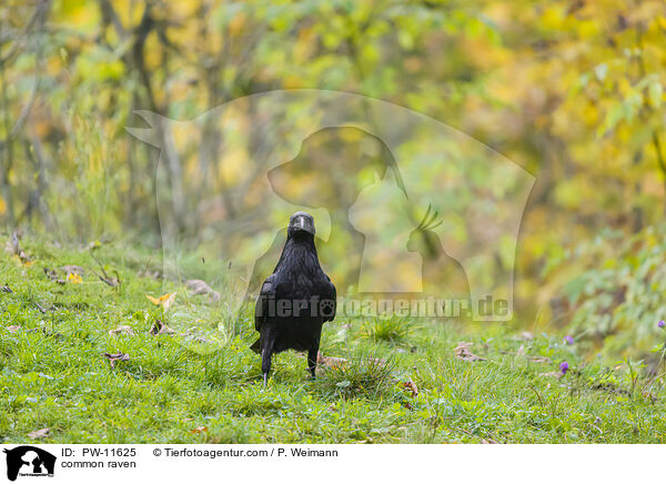 common raven / PW-11625