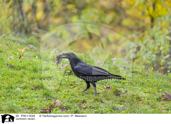 common raven / PW-11628