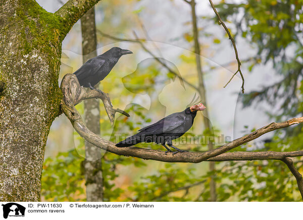 common ravens / PW-11630