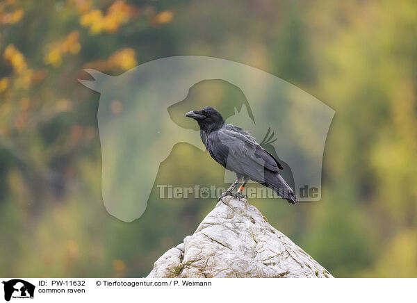 Kolkrabe / common raven / PW-11632