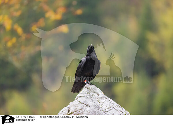 common raven / PW-11633