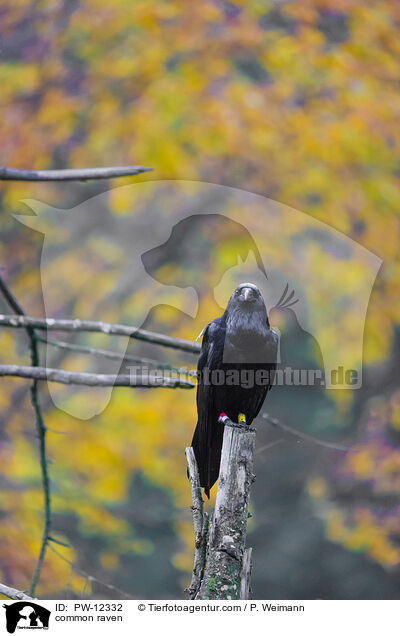 common raven / PW-12332