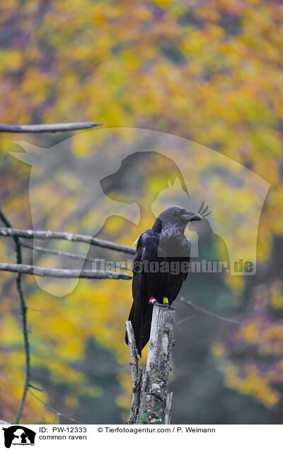 common raven / PW-12333