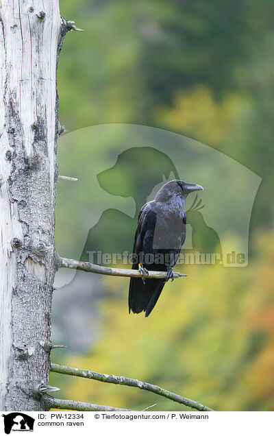 common raven / PW-12334