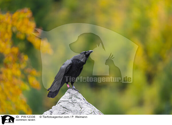 common raven / PW-12336