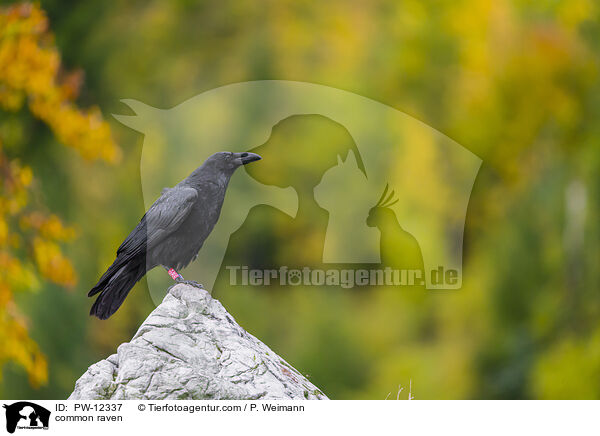Kolkrabe / common raven / PW-12337