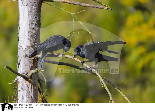 Kolkraben / common ravens / PW-12340