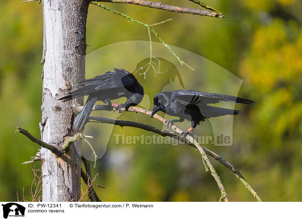 common ravens / PW-12341