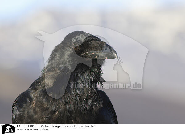 Kolkrabe Portrait / common raven portrait / FF-11813