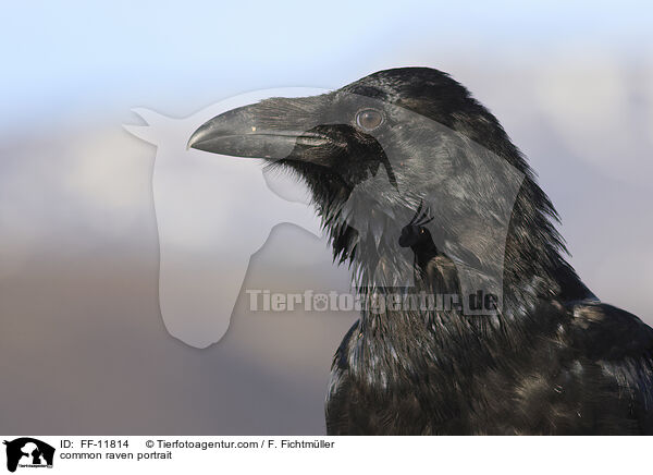 Kolkrabe Portrait / common raven portrait / FF-11814