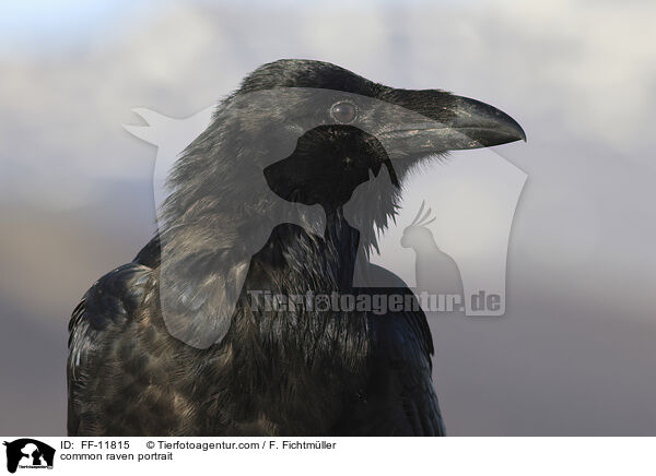 Kolkrabe Portrait / common raven portrait / FF-11815