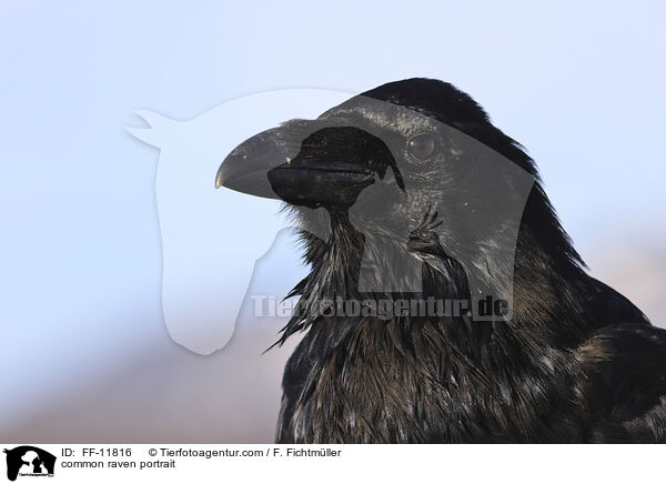 Kolkrabe Portrait / common raven portrait / FF-11816