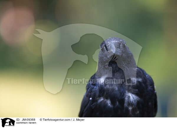 Kolkrabe / common raven / JM-09368