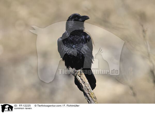 Kolkrabe / common raven / FF-12225