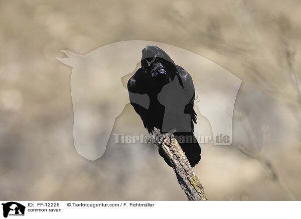 Kolkrabe / common raven / FF-12226