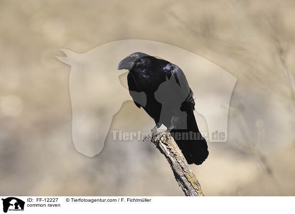 Kolkrabe / common raven / FF-12227