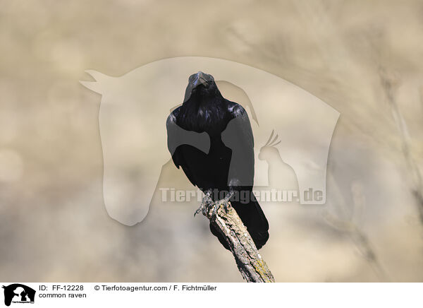 Kolkrabe / common raven / FF-12228