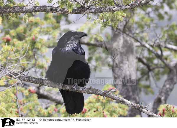 common ravens / FF-12432