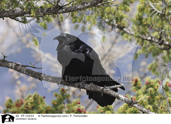 common ravens / FF-12433