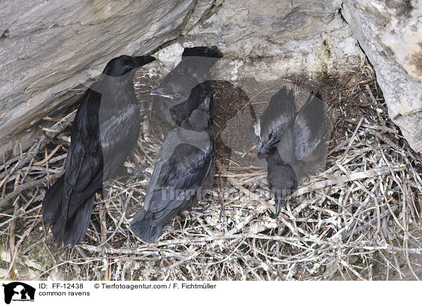 Kolkraben / common ravens / FF-12438