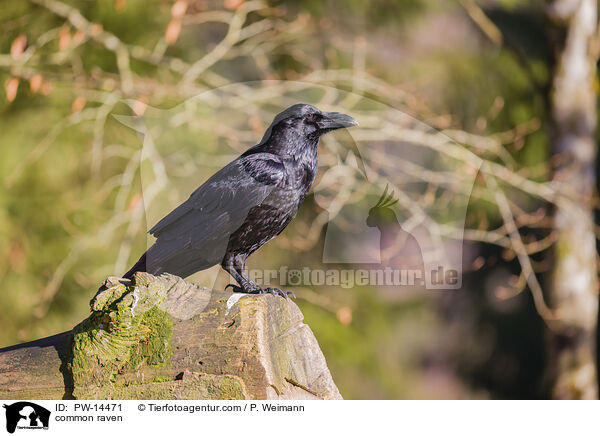 common raven / PW-14471