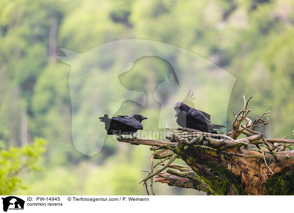 common ravens / PW-14945