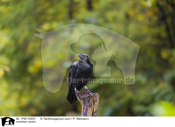 common raven / PW-14957
