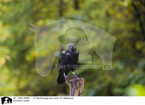 common raven / PW-14958