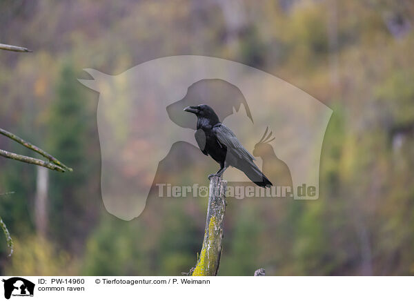 common raven / PW-14960