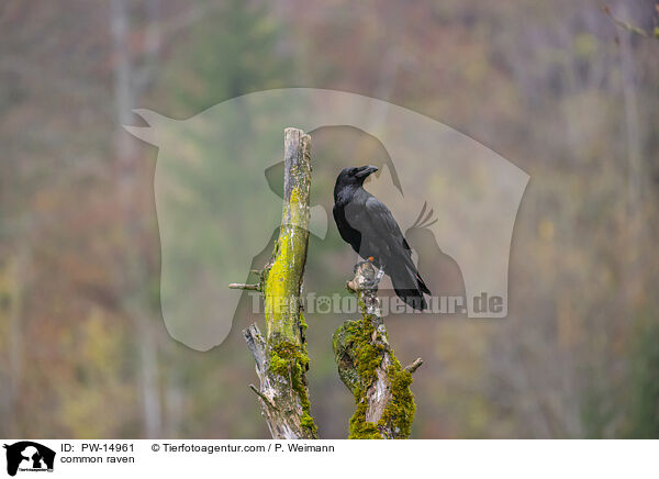common raven / PW-14961