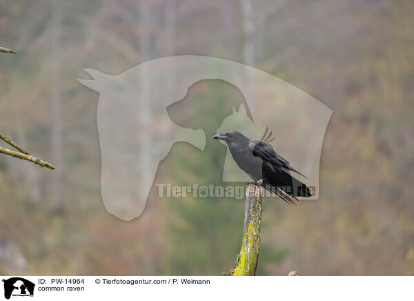 common raven / PW-14964