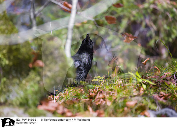 common raven / PW-14965