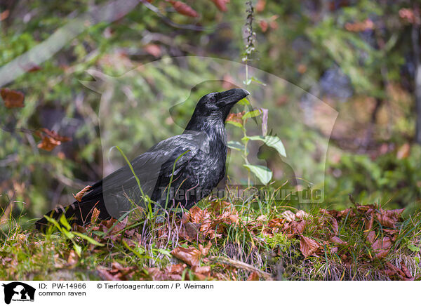 common raven / PW-14966