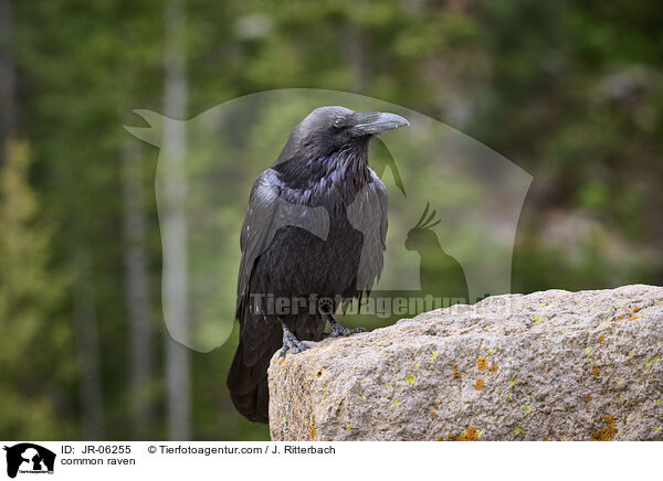 common raven / JR-06255