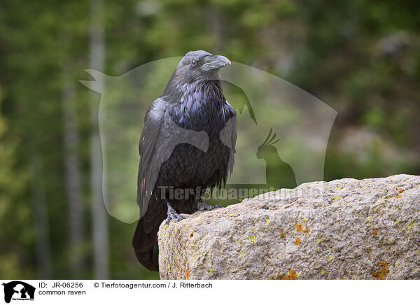 common raven / JR-06256