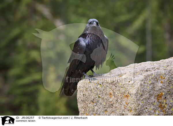 common raven / JR-06257