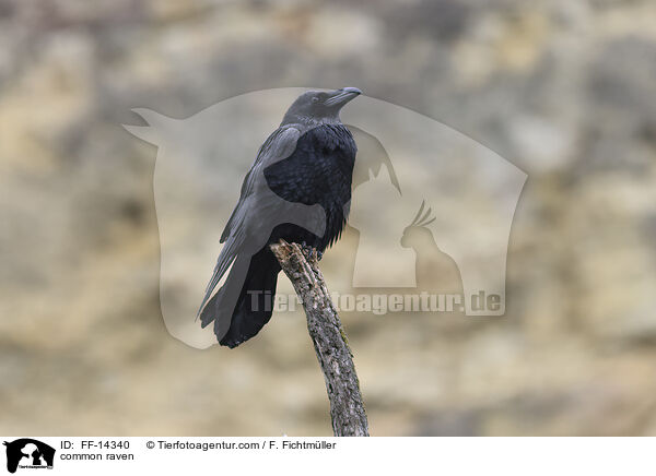 common raven / FF-14340