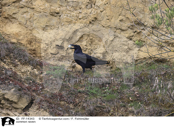 Kolkrabe / common raven / FF-14343