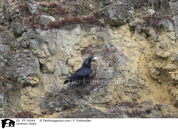 Kolkrabe / common raven / FF-14344