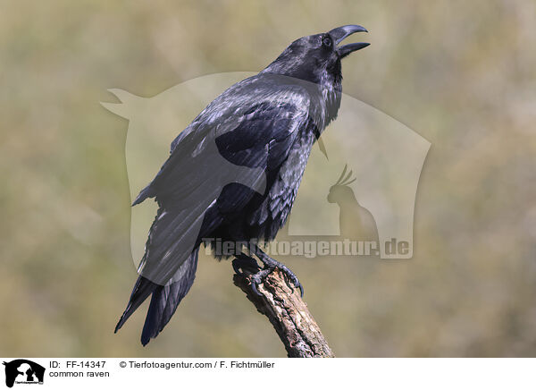 common raven / FF-14347